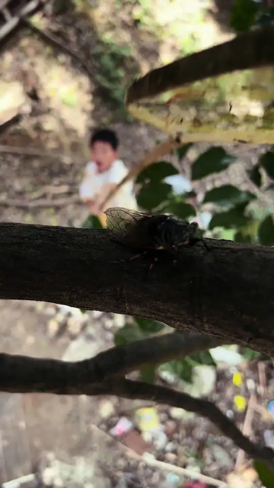 Cicada Season Returns, But Childhood Magic Is Gone